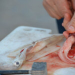 fishing-bait-bloodworm-squid-teaser-0010