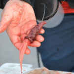 fishing-bait-bloodworm-squid-teaser-0012