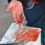 fishing-bait-bloodworm-squid-teaser-0013