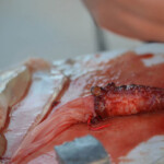 fishing-bait-bloodworm-squid-teaser-0014