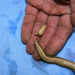 fishing-bait-white-ragworm-three-0005