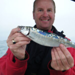 fishing-boat-alderney-species-four-0001
