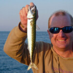 fishing-boat-alderney-species-turbot-0001