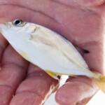 fishing-boat-antigua-20110015