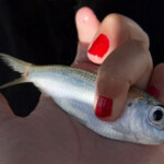 fishing-boat-antigua-20110016