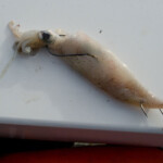 fishing-boat-baitbox-humber-cod-2012-0004