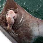 fishing-boat-crinan-skate-0004