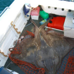 fishing-boat-crinan-skate-0010