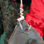 fishing-boat-faroe-islands-vestmanna-plaice-0001