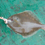 fishing-boat-faroe-islands-vestmanna-plaice-0002