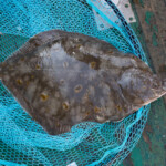 fishing-boat-faroe-islands-vestmanna-plaice-0006