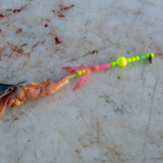 fishing-boat-faroe-islands-vestmanna-plaice-0012