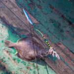 fishing-boat-faroe-islands-vestmanna-plaice-0014