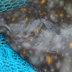 the 5.4kg record breaking plaice