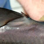 fishing-boat-holyhead-spurdog-0002
