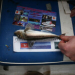 fishing-boat-manx-festival-2013-0003