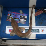 fishing-boat-manx-festival-2013-0004