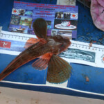 fishing-boat-manx-festival-2013-0008