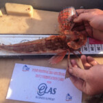 fishing-boat-manx-festival-20150001