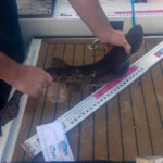 fishing-boat-manx-festival-20150008