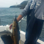 fishing-boat-manx-festival-20150015