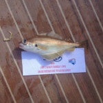 fishing-boat-manx-festival-20150016