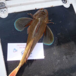 fishing-boat-manx-festival-20150017