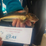 fishing-boat-manx-festival-20150026