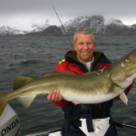 lofoten cod