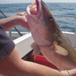fishing-boat-redgill-eels-0007
