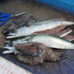 fishing-boat-weymouth-madpolka-0002