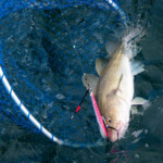 fishing-boat-weymouth-supanova-cod-0002