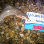 fishing-feature-chesil-beach-weekend-0010