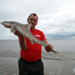 Joe with a Lincolnshire smoothhound