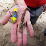 fishing-feature-lincolnshire-hounds-smoothhounds-2016-012