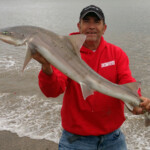 fishing-feature-lincolnshire-hounds-smoothhounds-2016-013