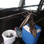 fishing-fishing-shore-skegness-pier-angling-club-holyhead-0004