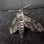 fishing-fishing-shore-skegness-pier-angling-club-holyhead-0005