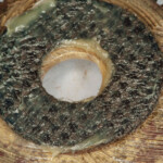 fishing-reel-maintance-pflueger-trion-0004