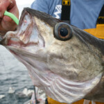 fishing-review-diawa-saltiga-2-speed-ld40-reel-0002