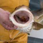 fishing-review-eddystone-eel-0011