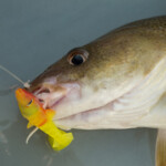 fishing-review-eddystone-eel-0013