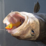 fishing-review-eddystone-eel-0014-1