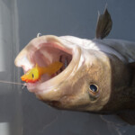 fishing-review-eddystone-eel-0014