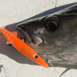 fishing-review-eddystone-eel-0015