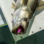 fishing-review-eddystone-eel-0016-1