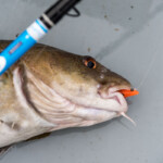 fishing-review-eddystone-eel-0017