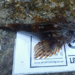 fishing-review-power-isome-bait-0001