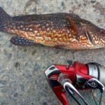 fishing-review-power-isome-bait-0004