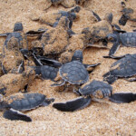 fishing-shore-ascension-island-20120002